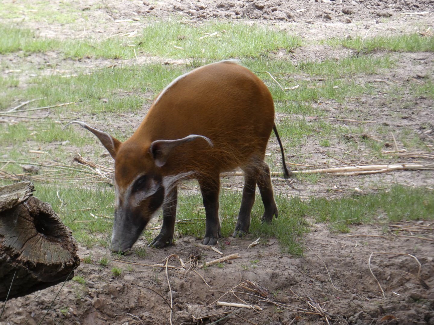 Red river hog