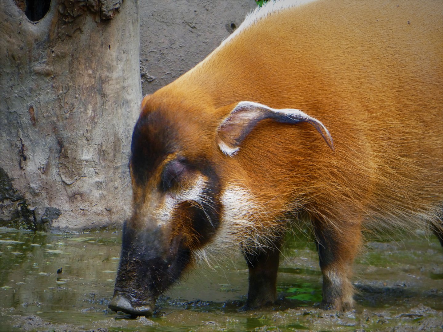 Red River Hog