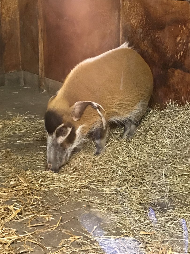 Red river hog