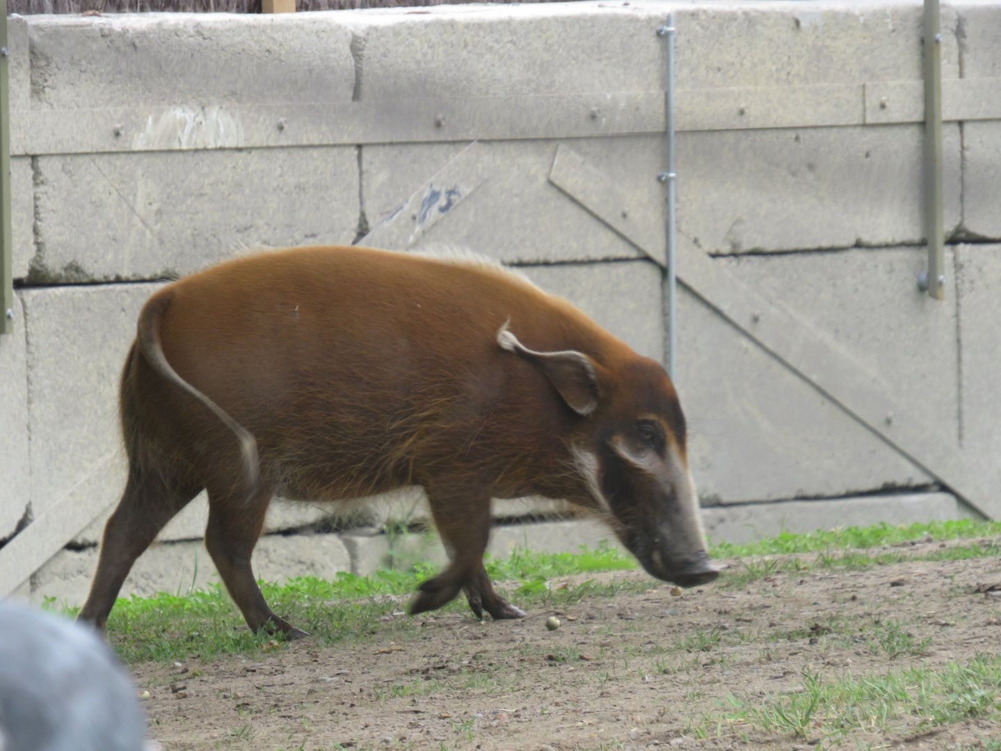 Red river hog