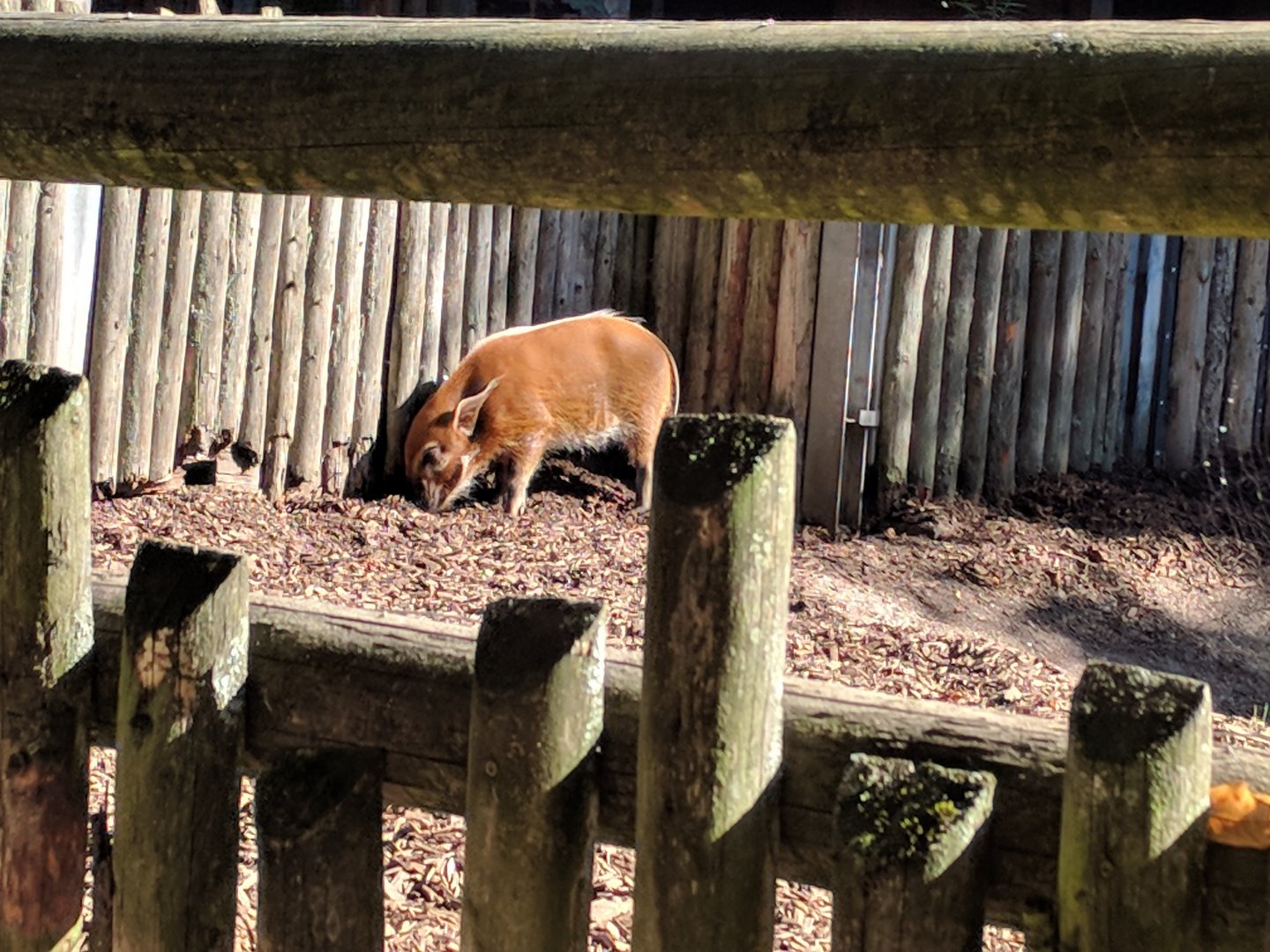 Red River Hog
