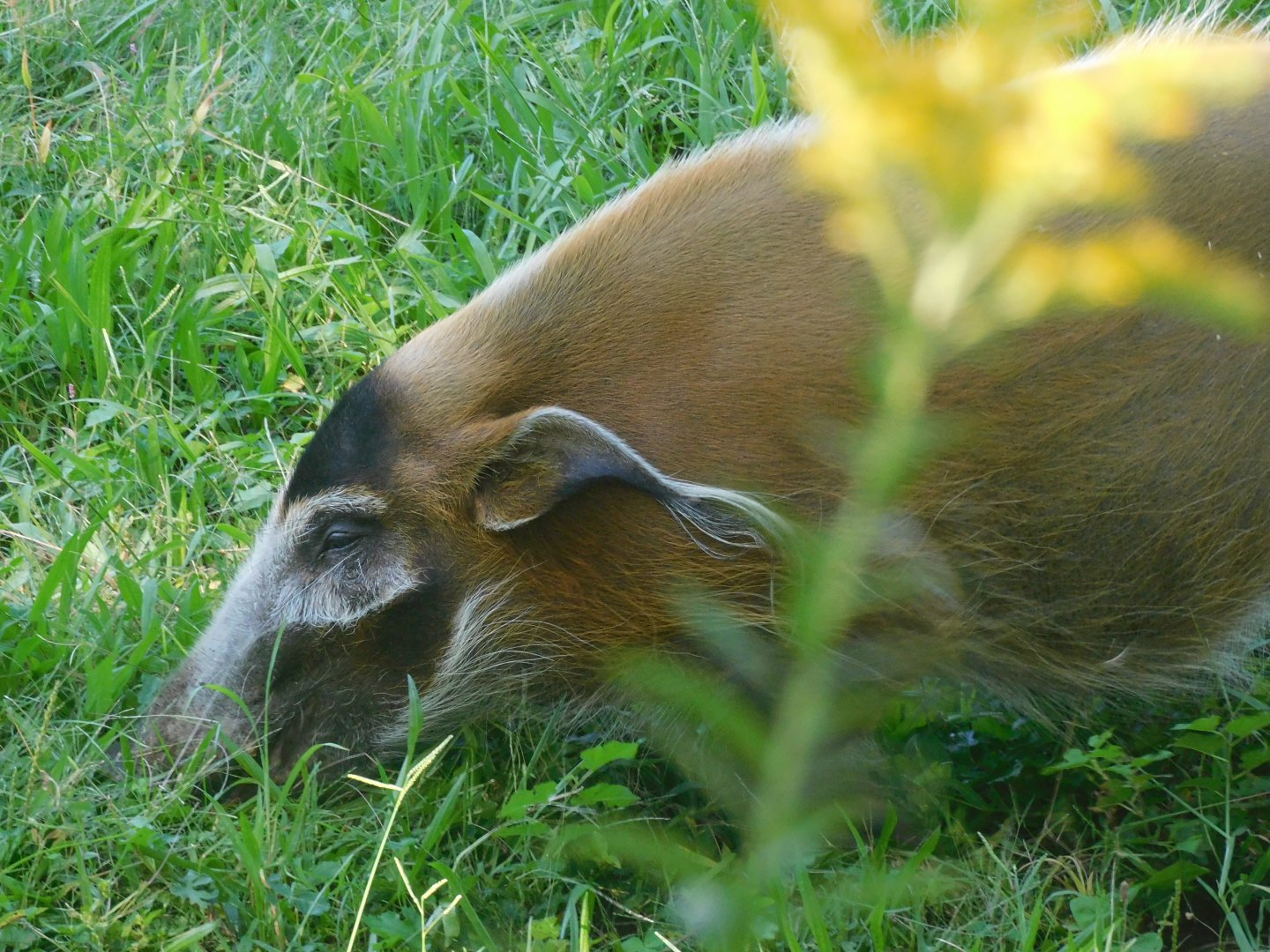 Red river hog