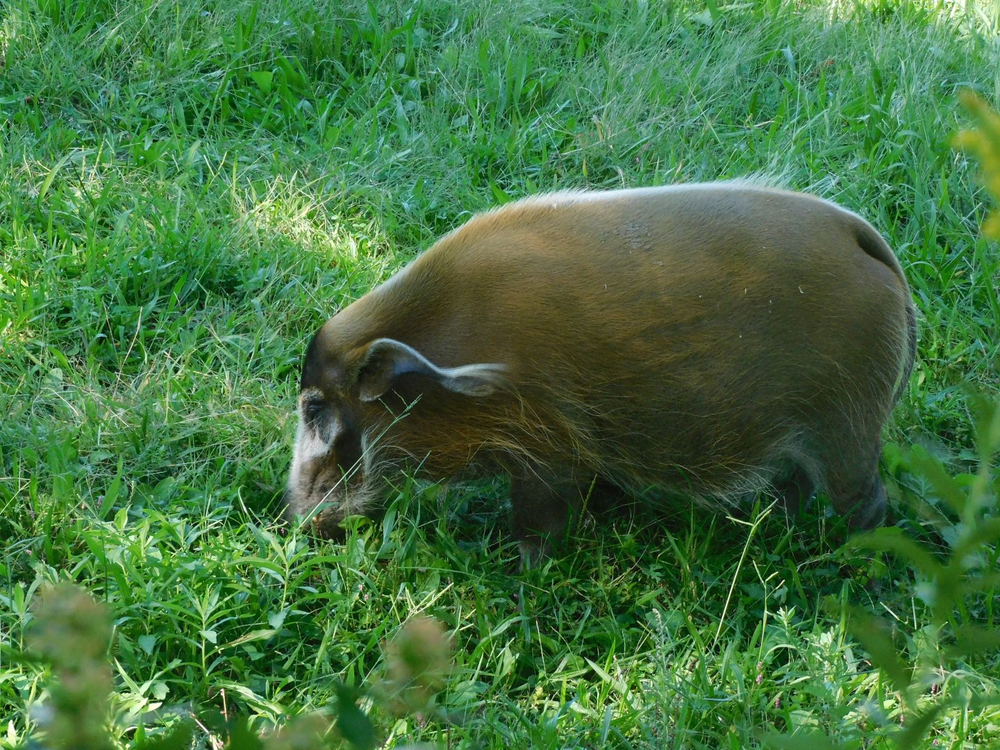 Red river hog