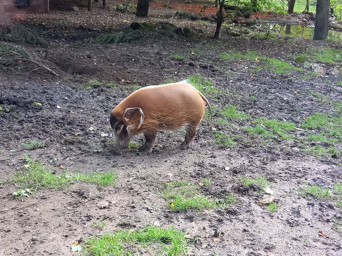 Red River Hog