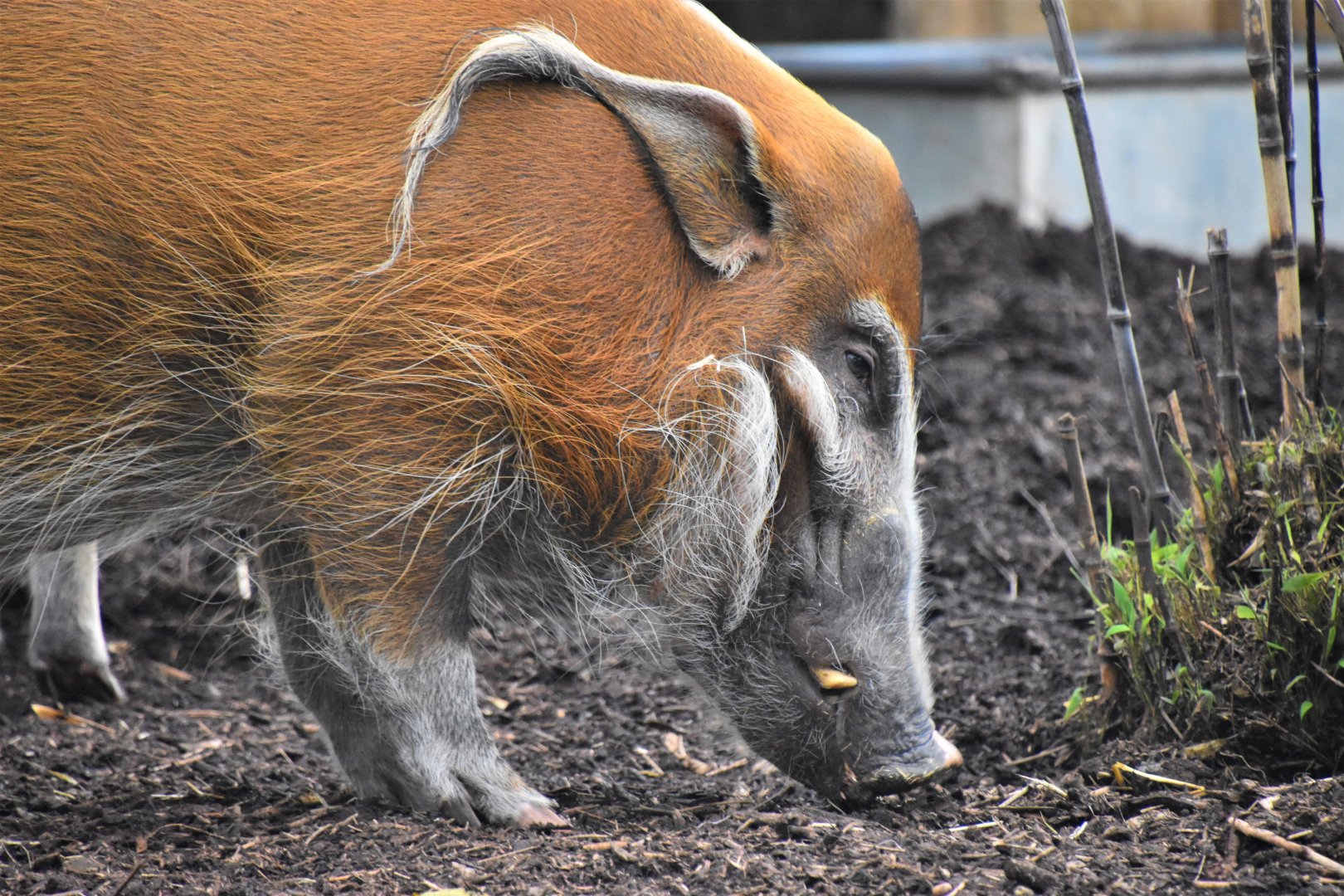 Red river hog
