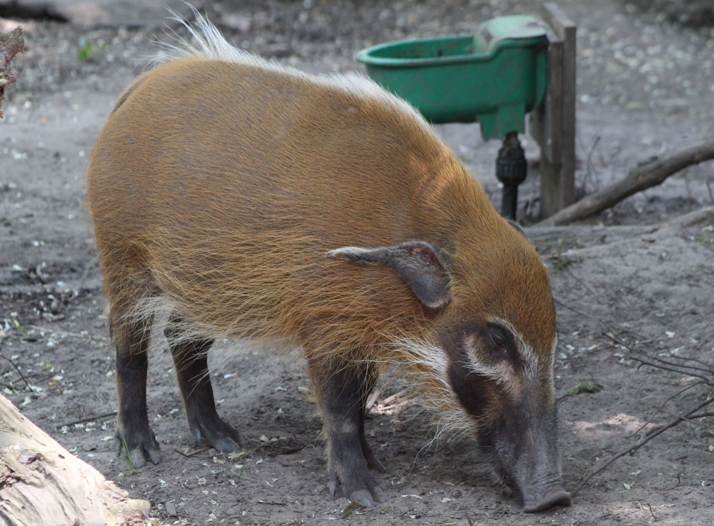 Red river hog