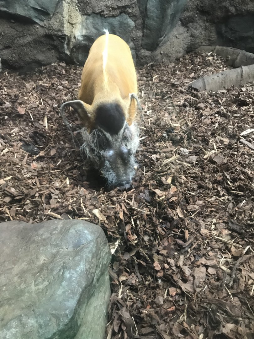 Red River Hog