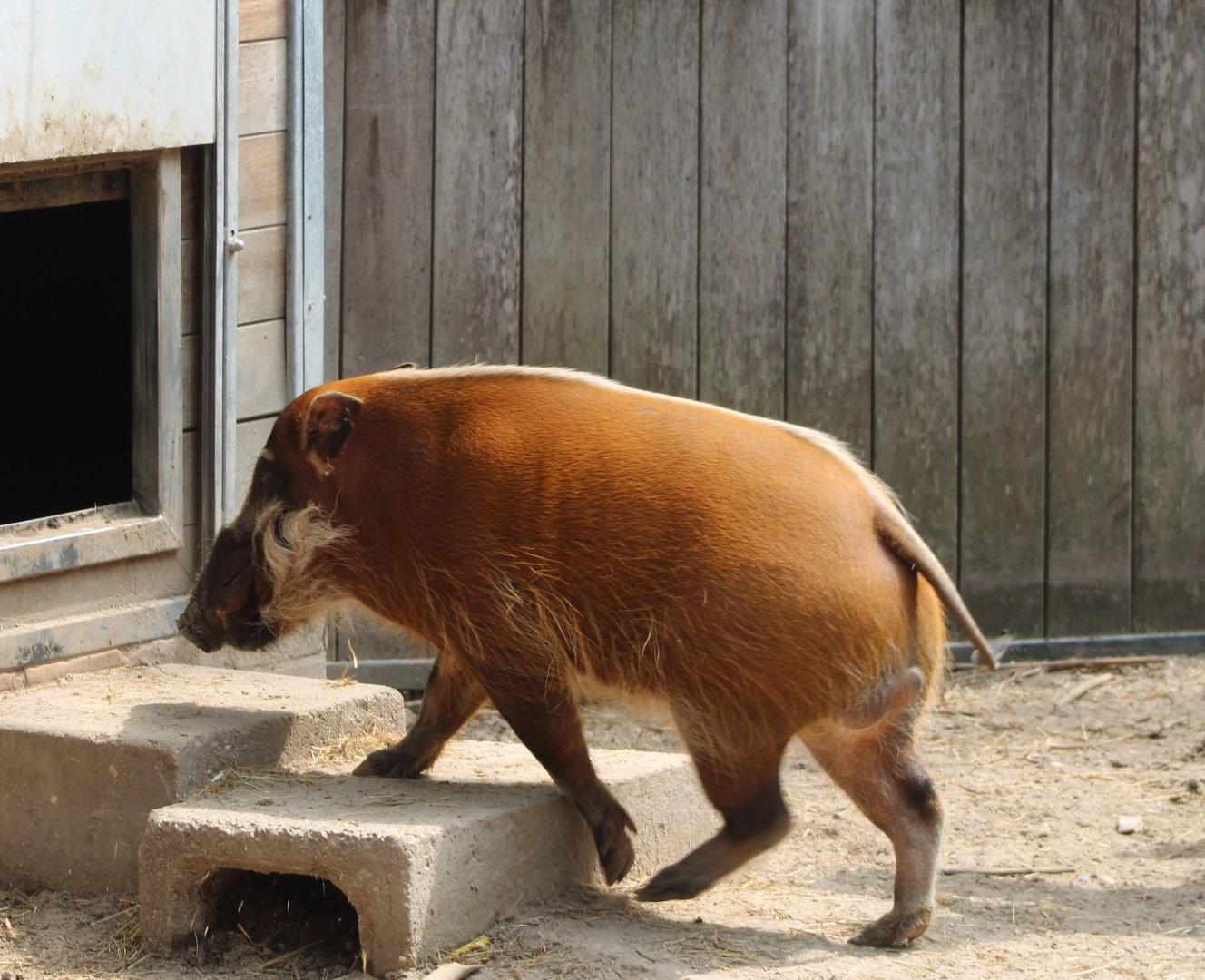 Red river hog