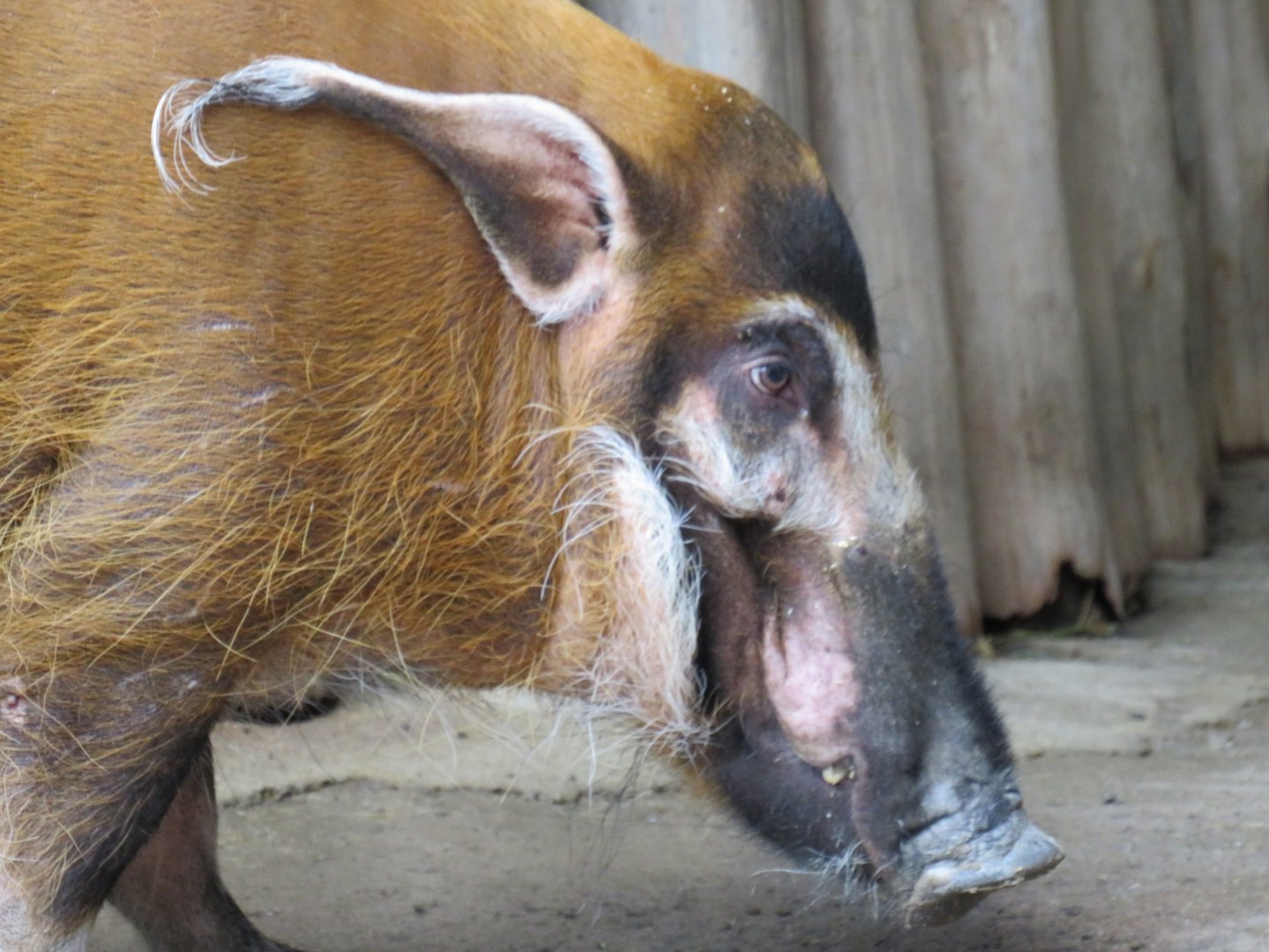 Red river hog