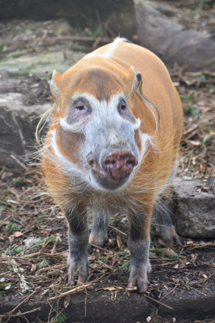 Red river hog