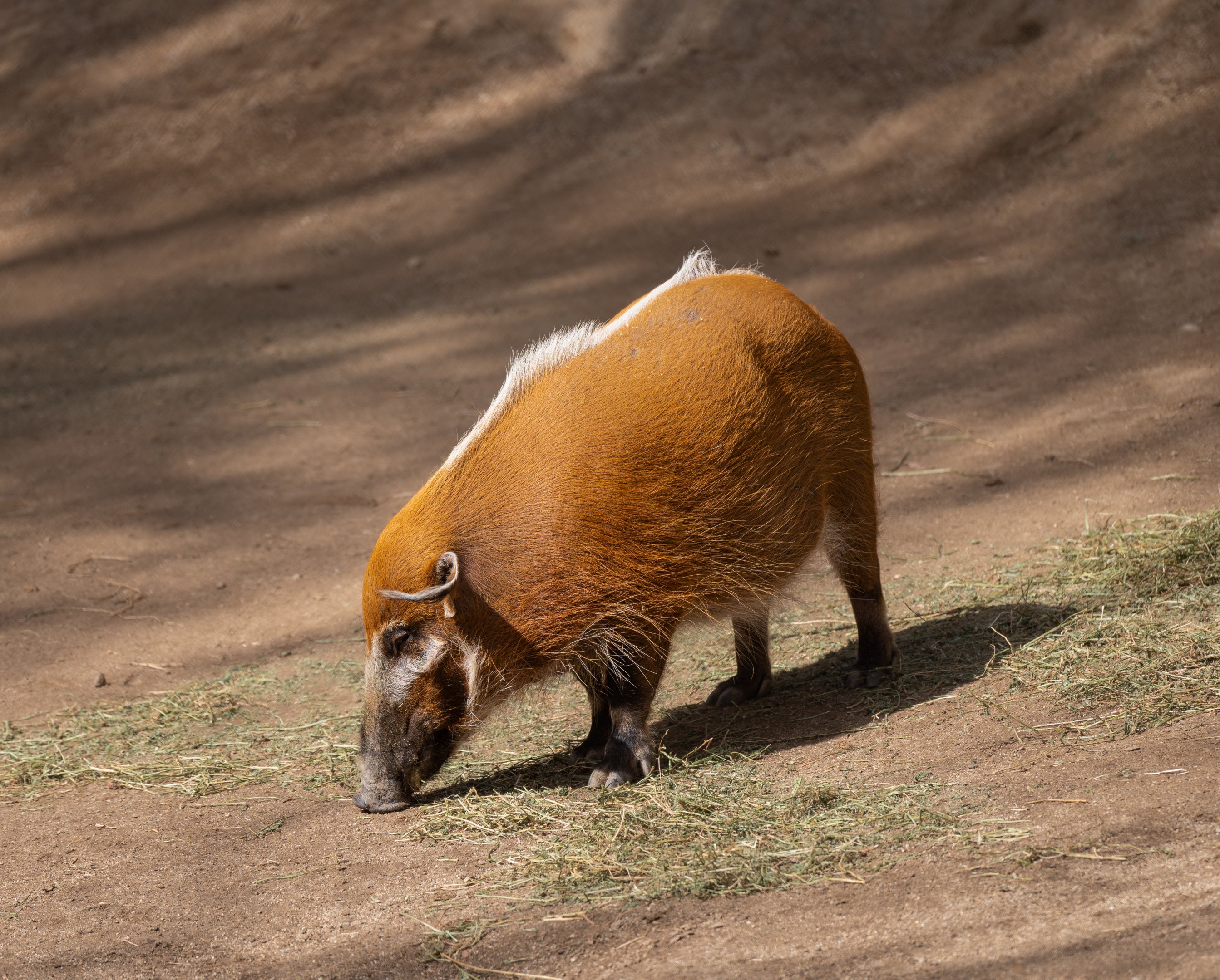 Red River Hog