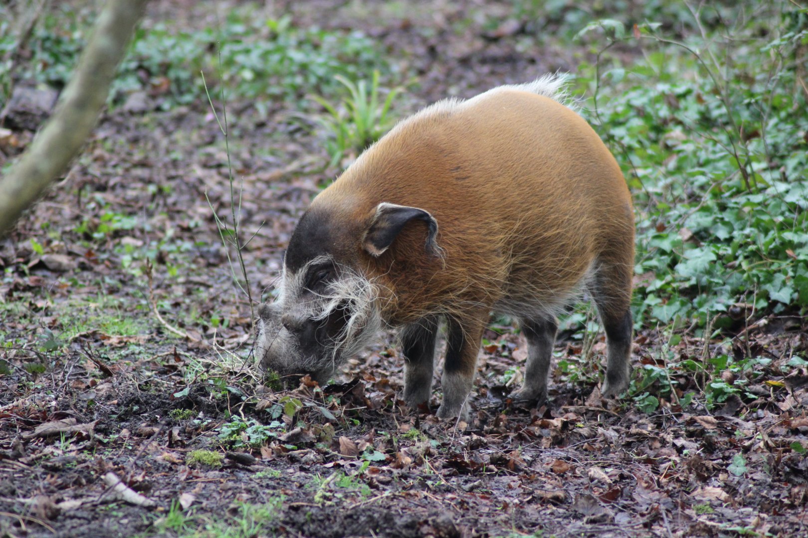 Red River Hog