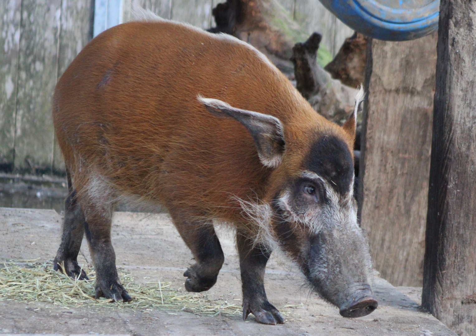 Red river hog
