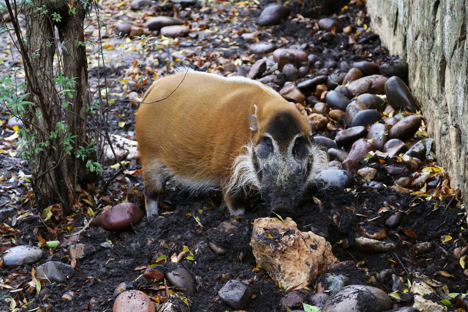 Red River Hog