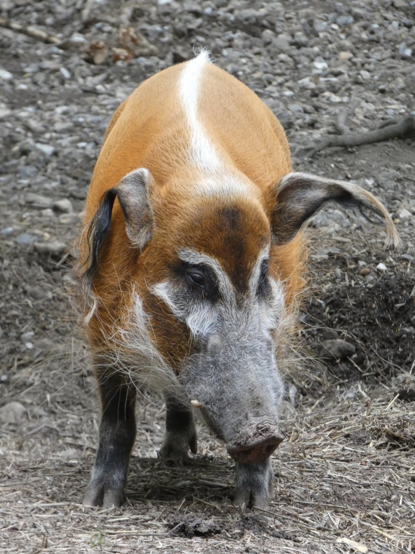 Red river hog