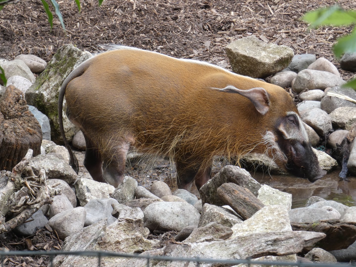 Red river hog