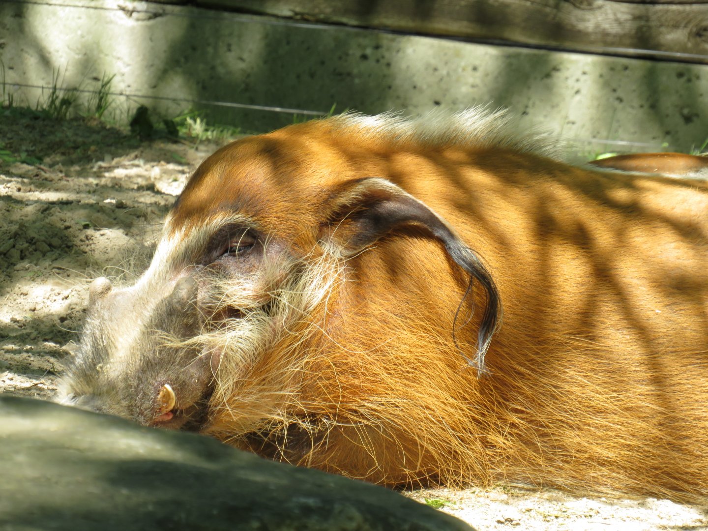 Red river hog