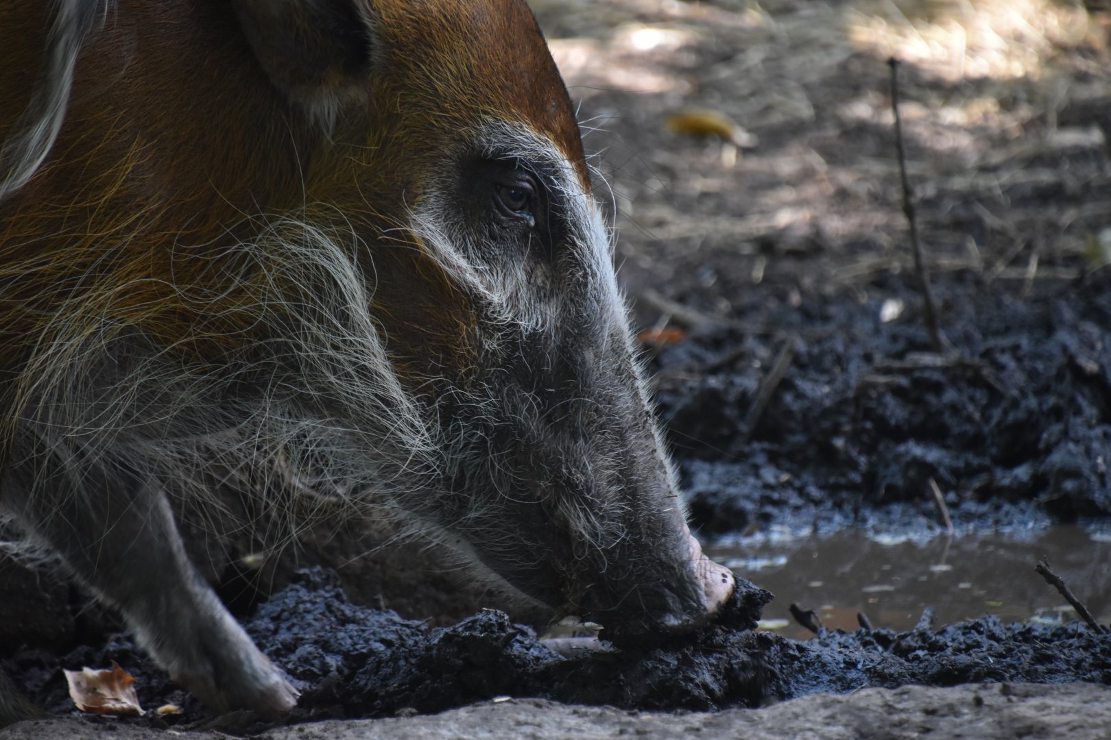 Red river hog