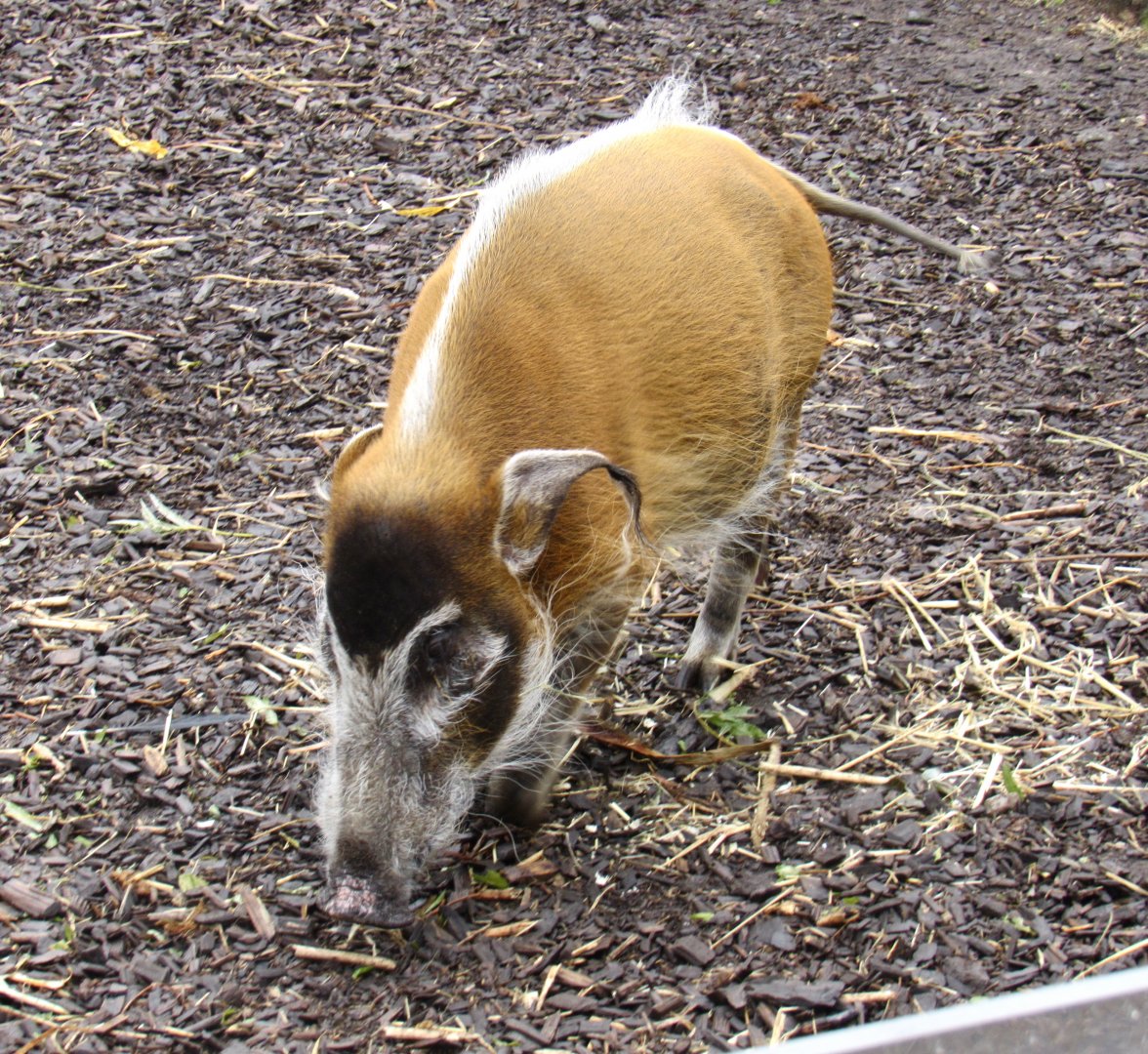 Red River Hog