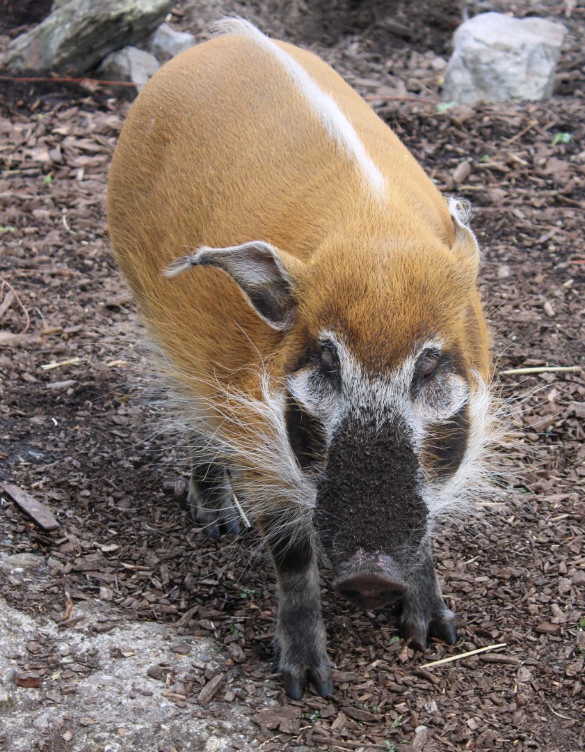 Red river hog