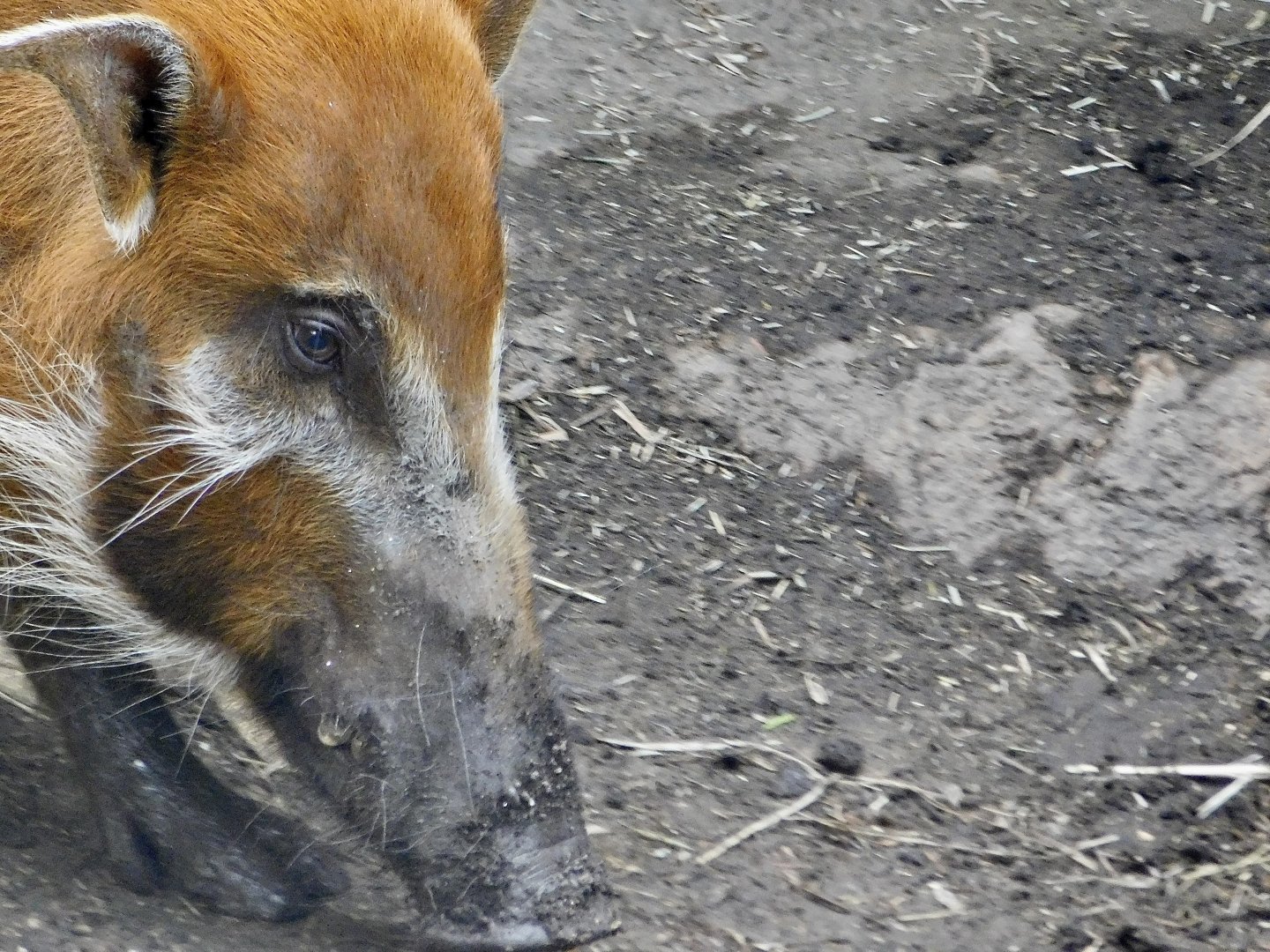 Red River Hog