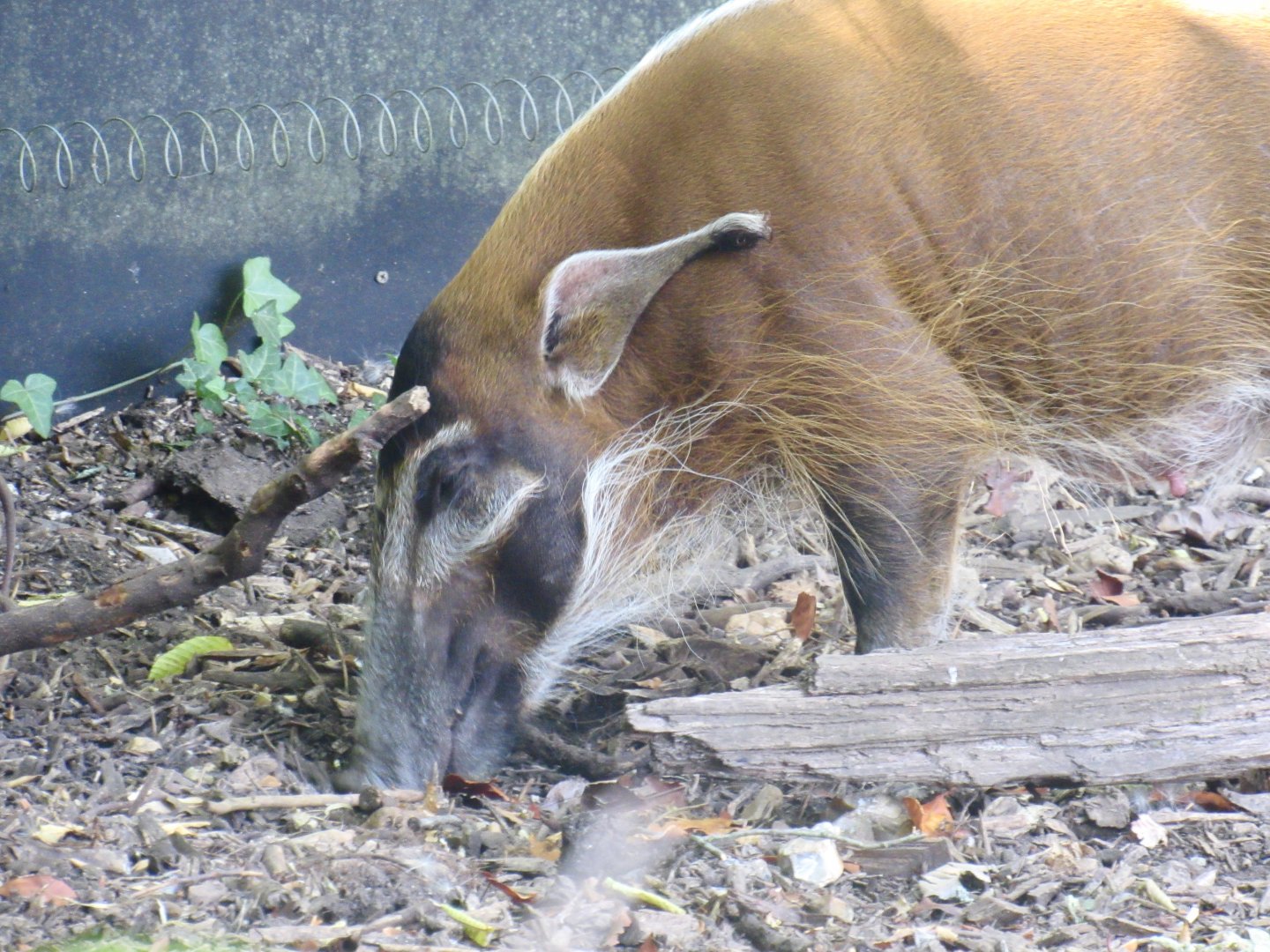 Red River Hog