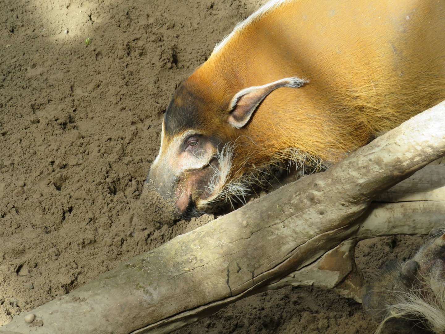 Red river hog