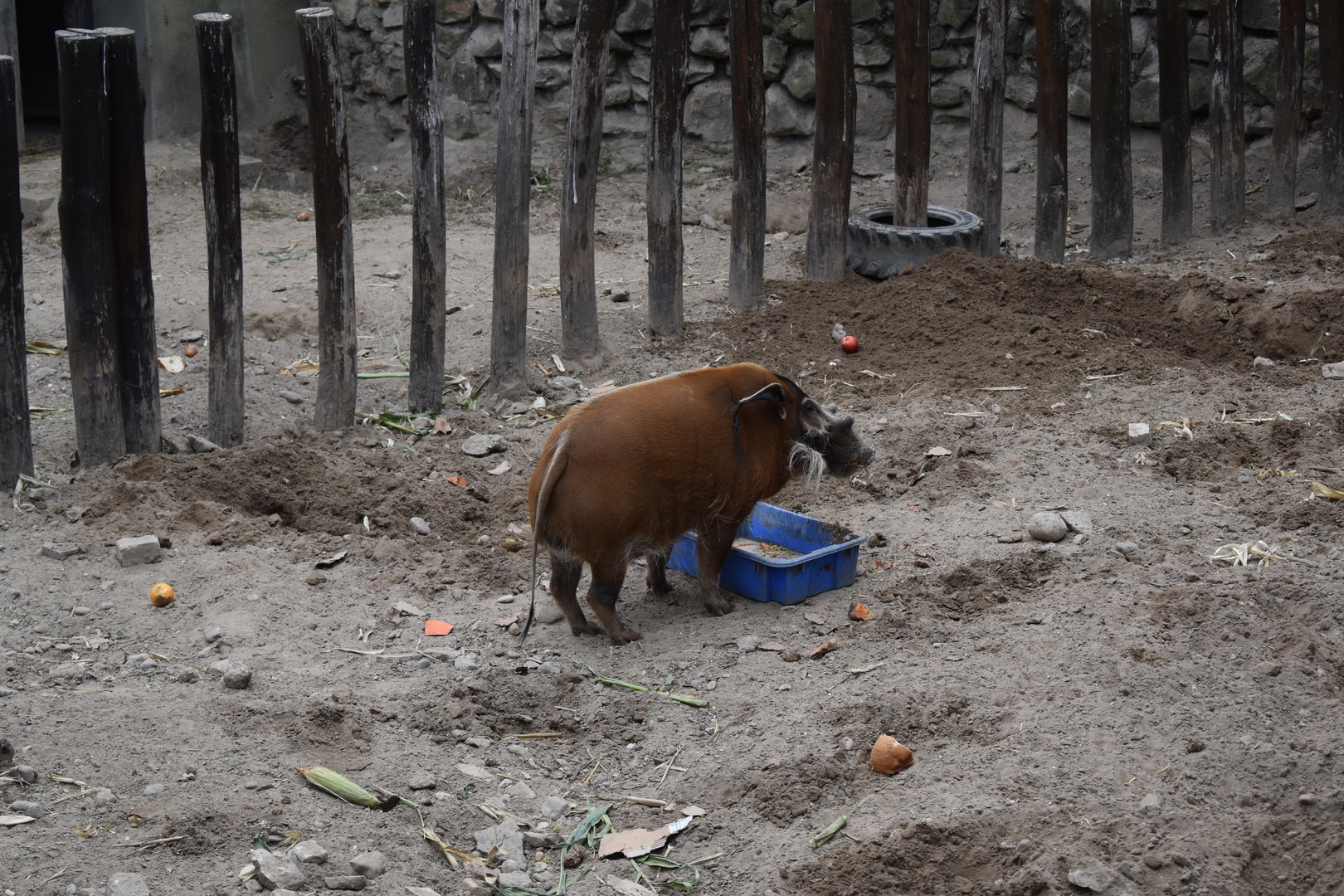 Red river hog