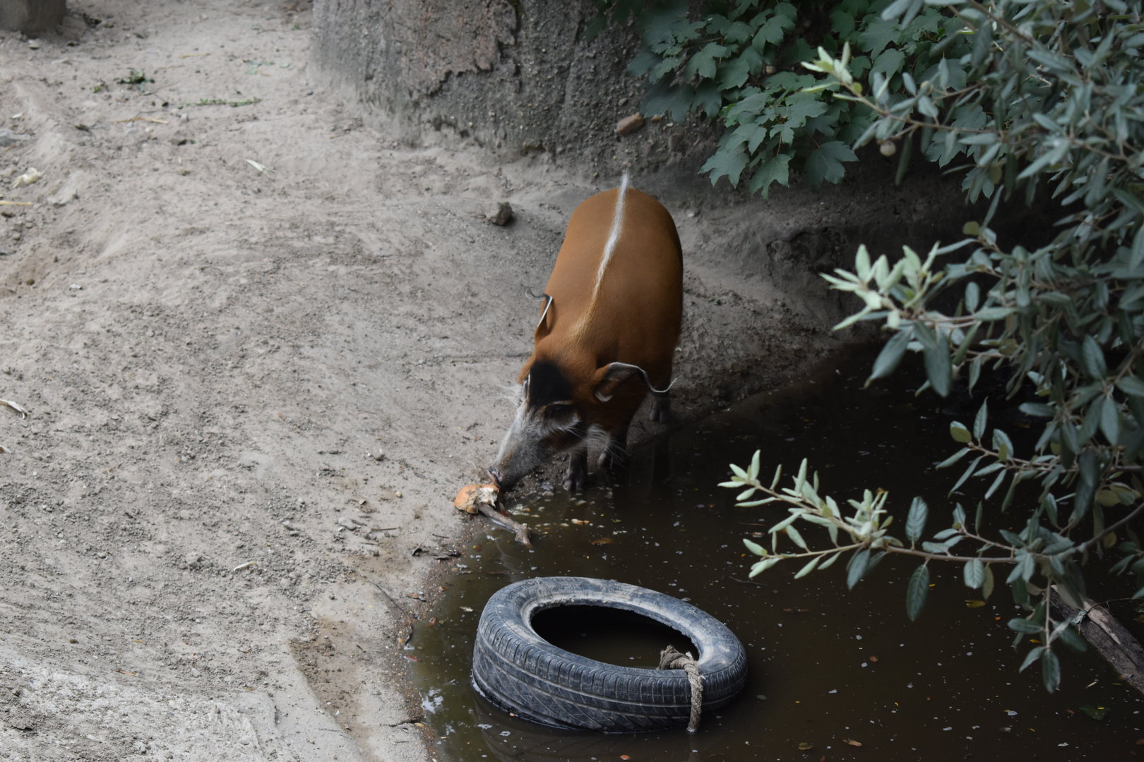 Red river hog