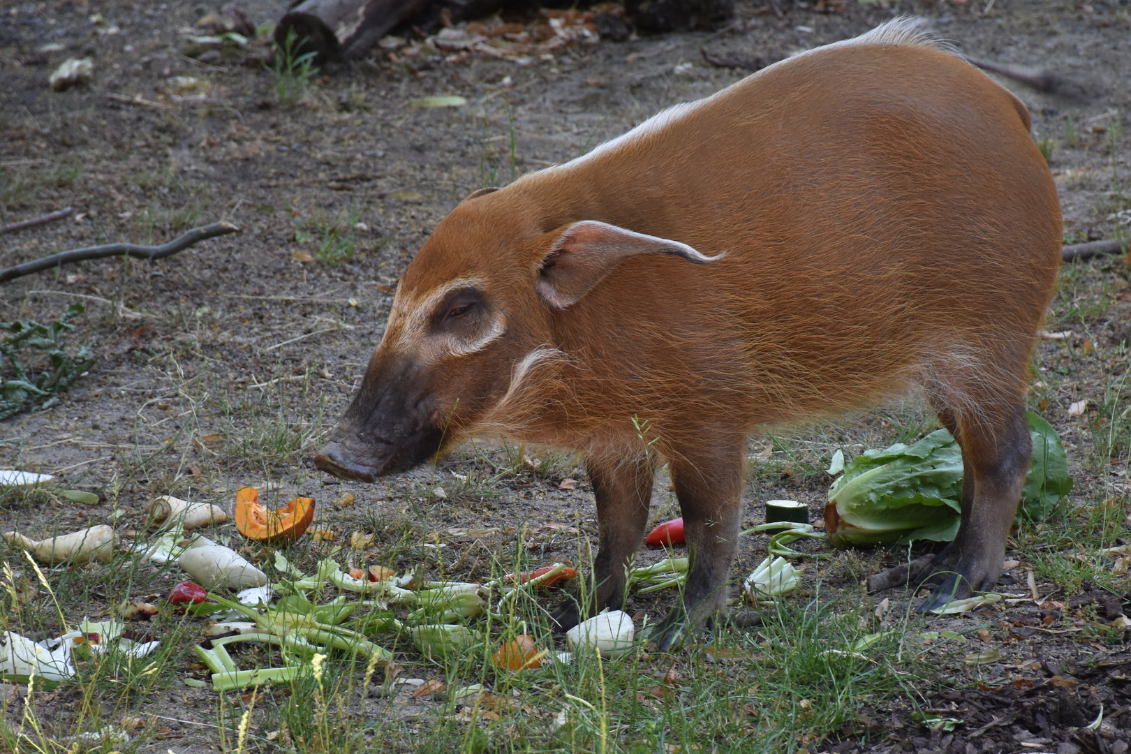 Red river hog