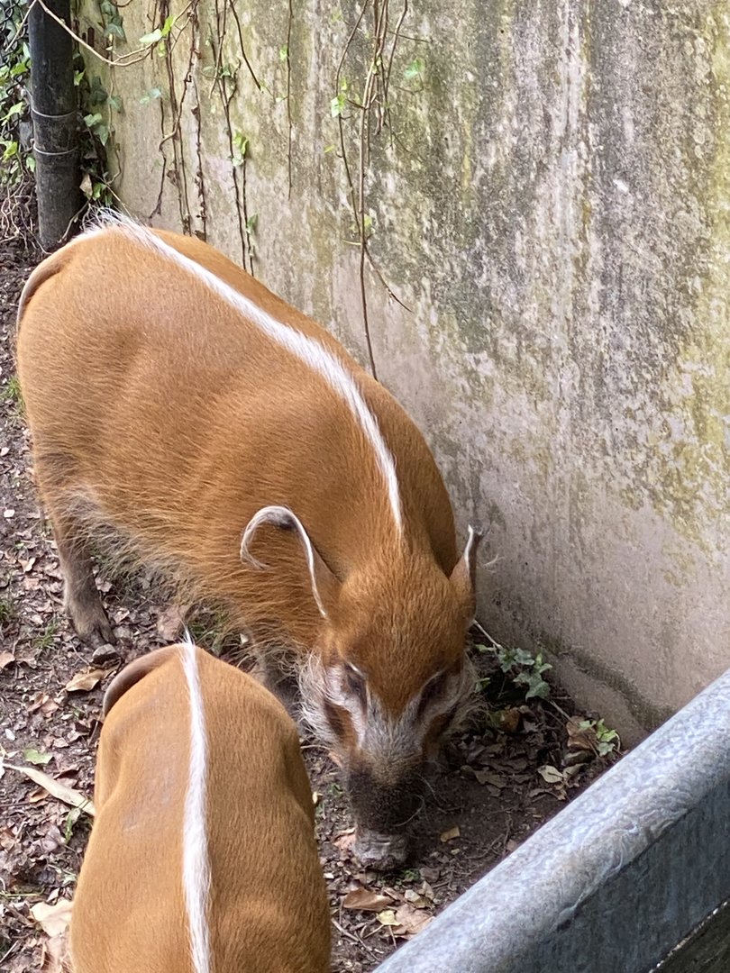 Red River Hog