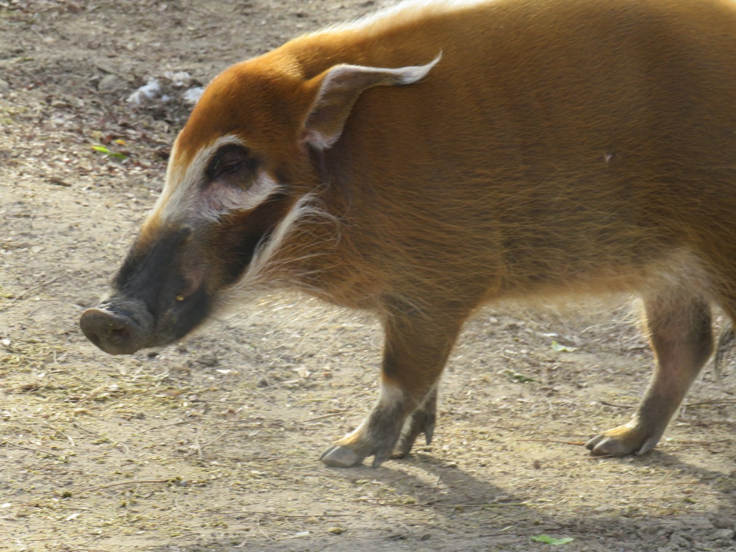 Red river hog