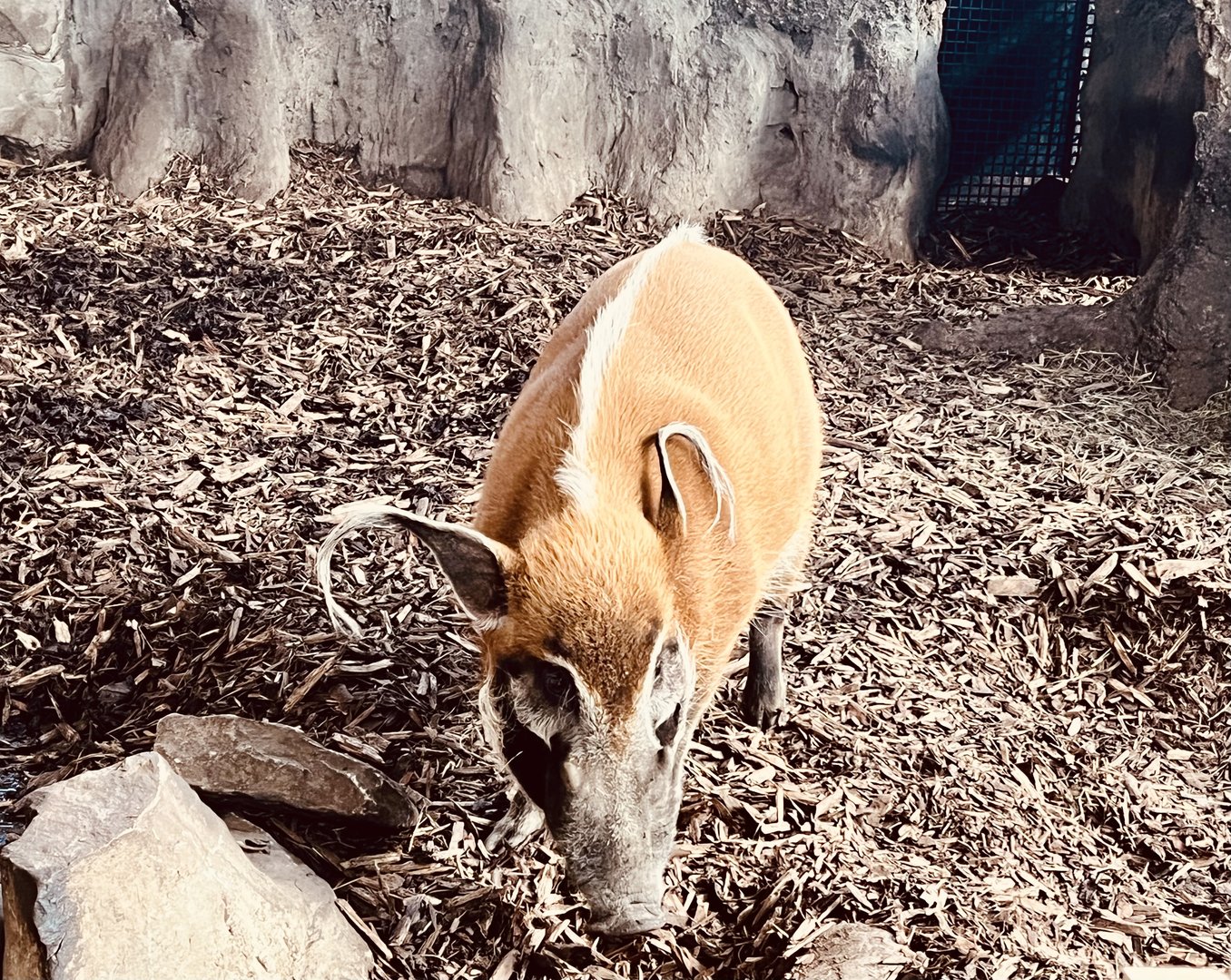 Red River Hog