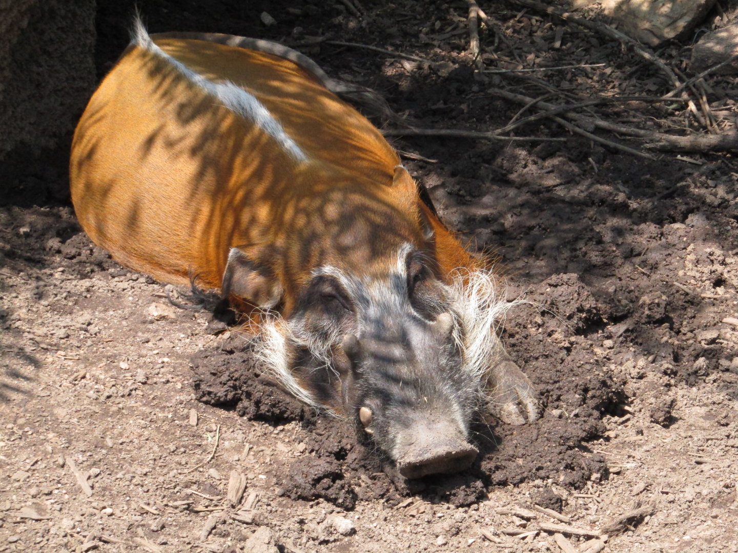 Red River Hog
