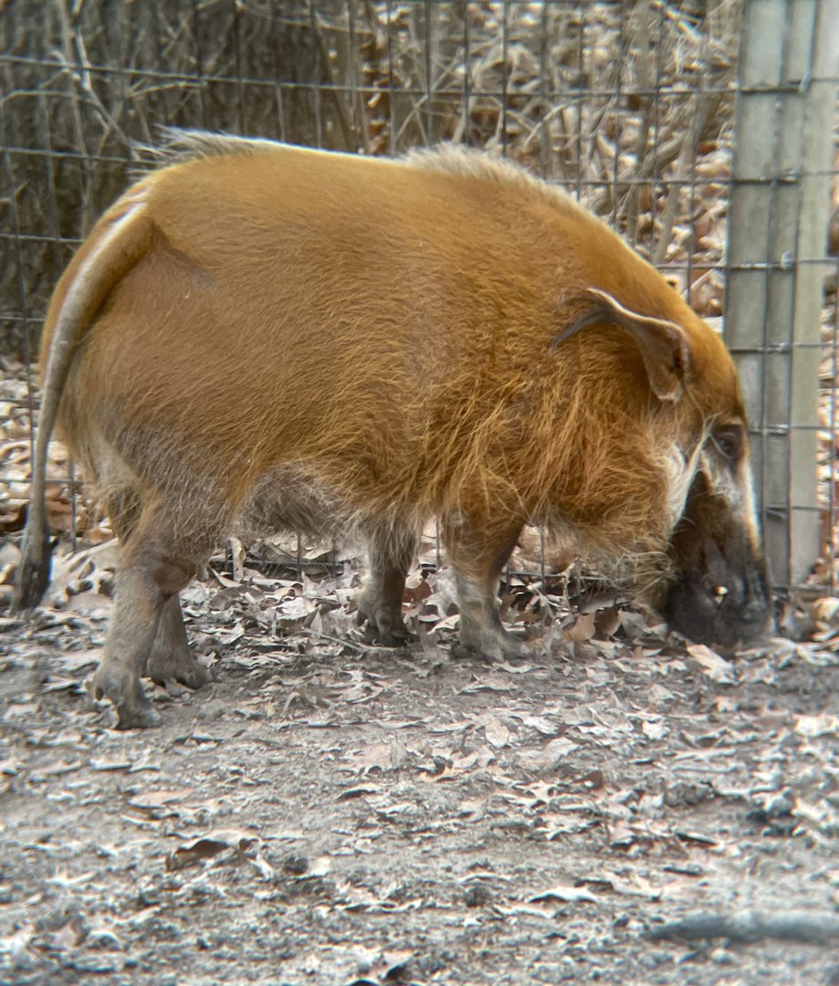 Red River Hog