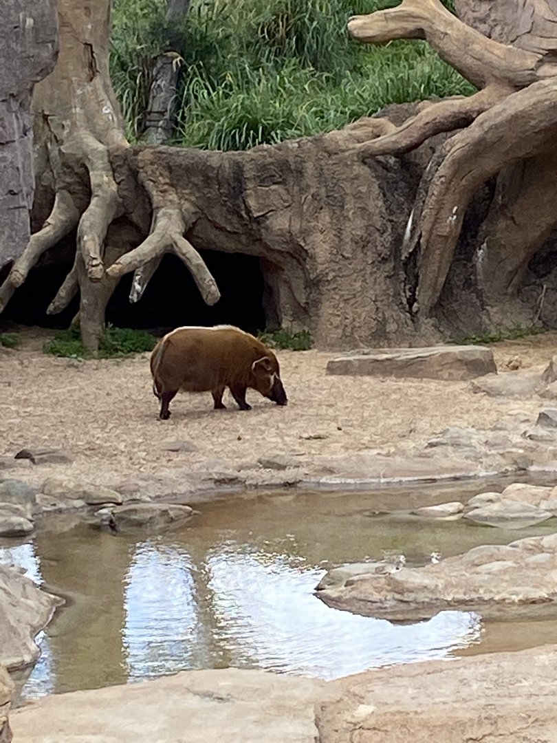 Red River Hog