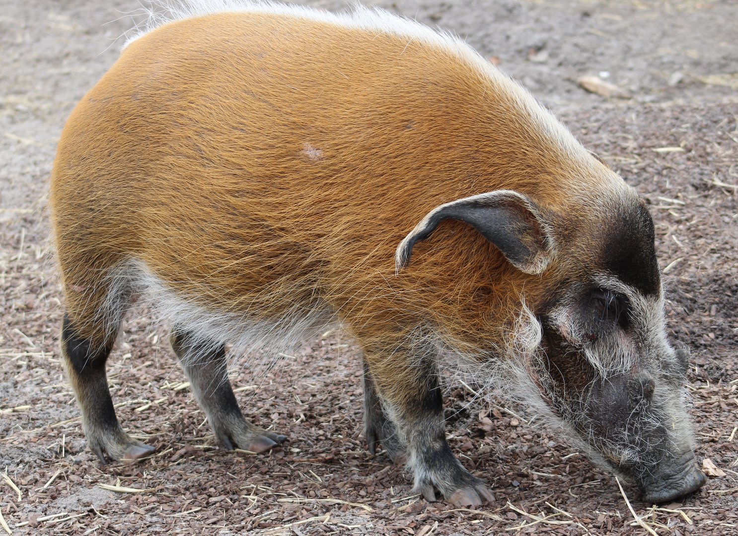 Red river hog