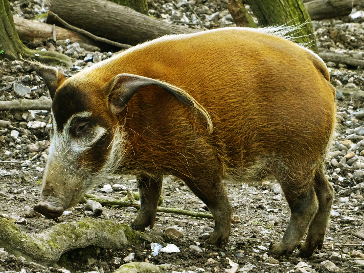 Red River Hog
