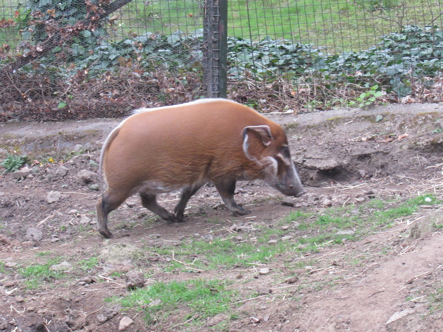 Red River Hog
