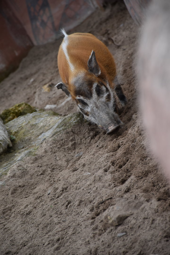 Red river hog