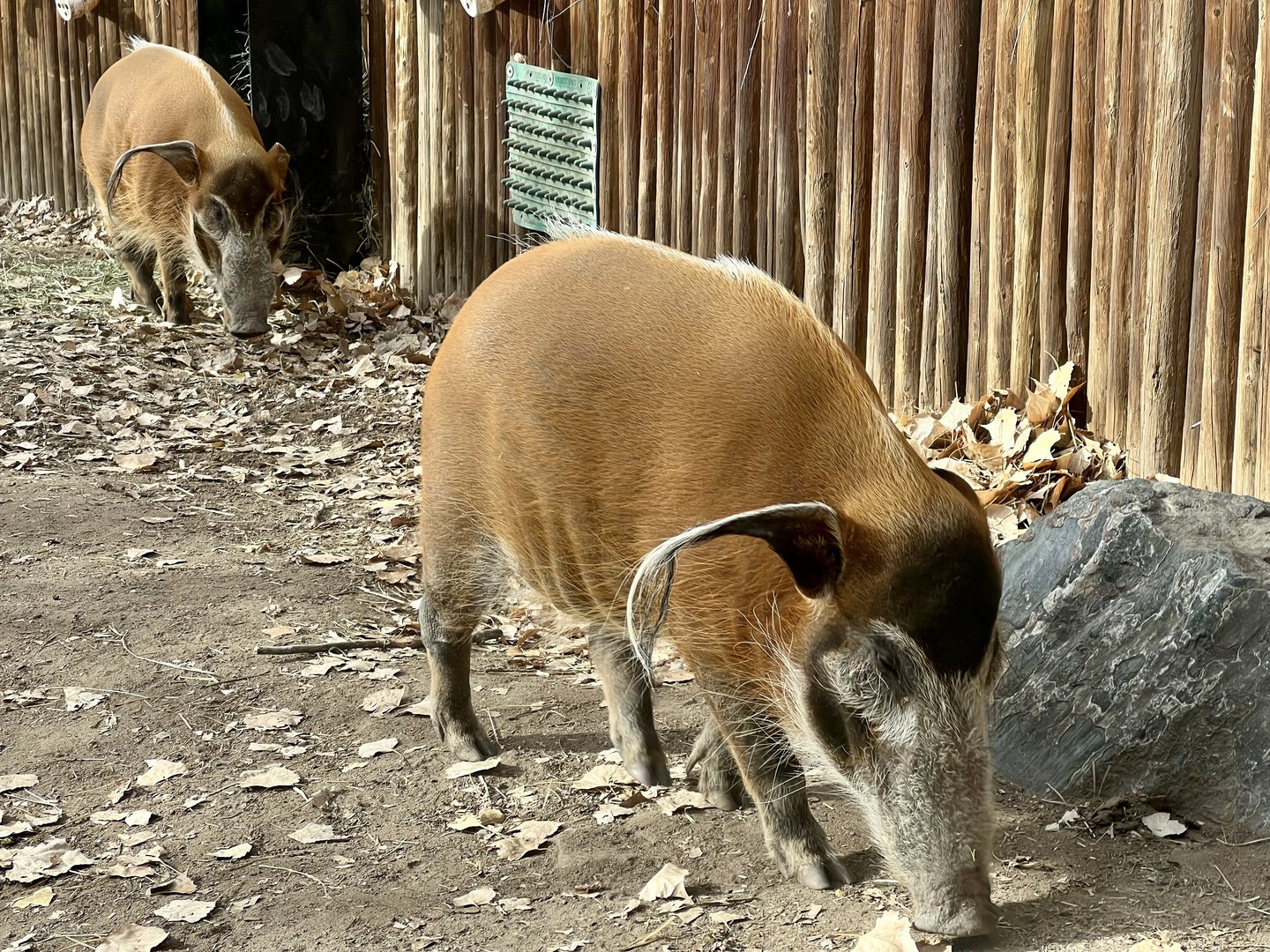 Red River Hog