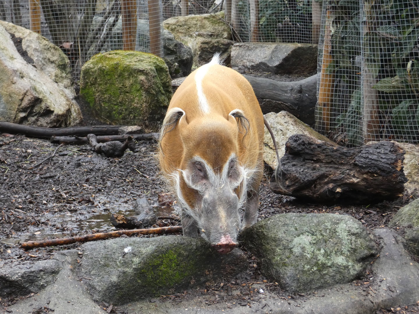 Red river hog