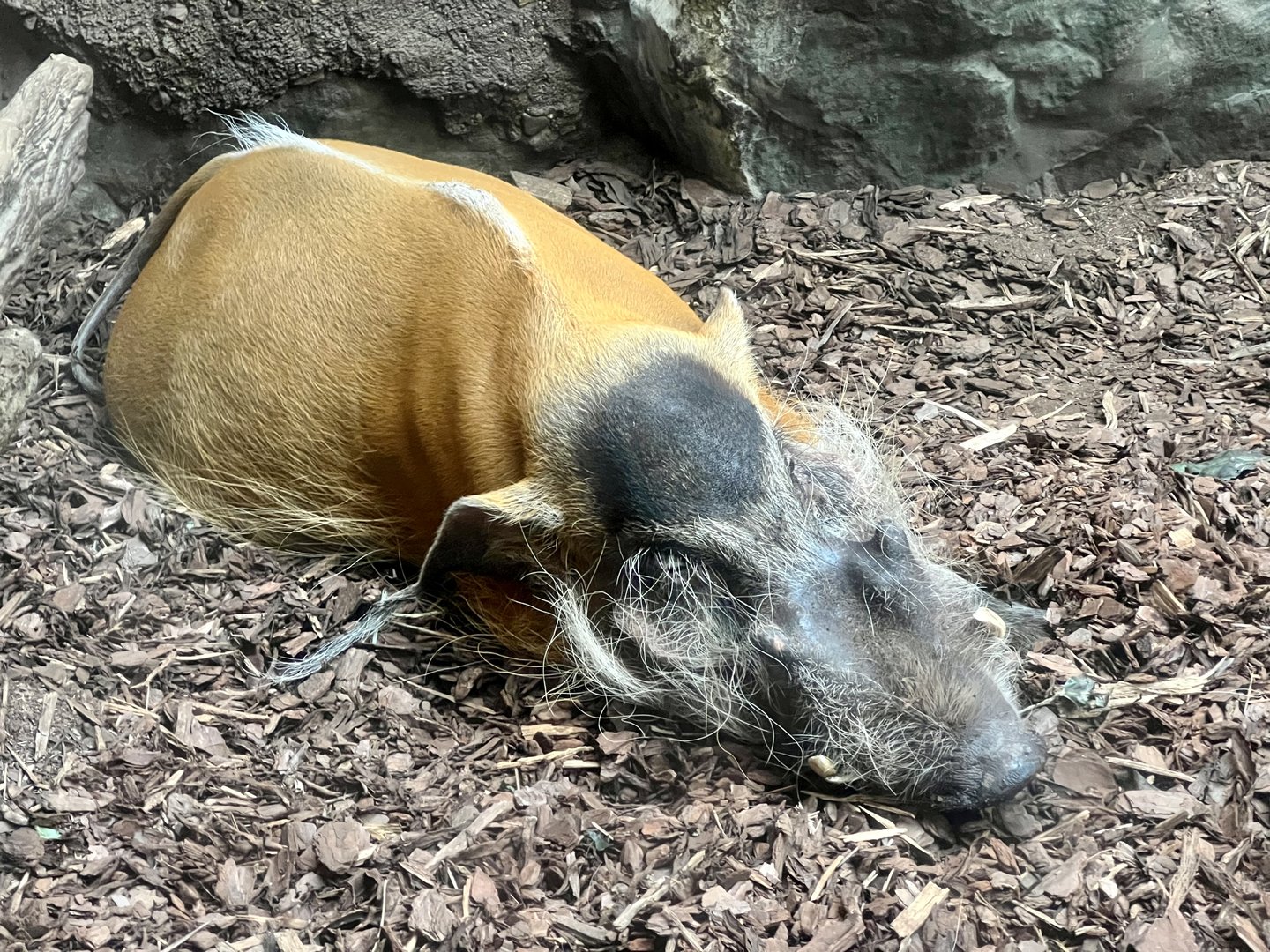 Red River Hog