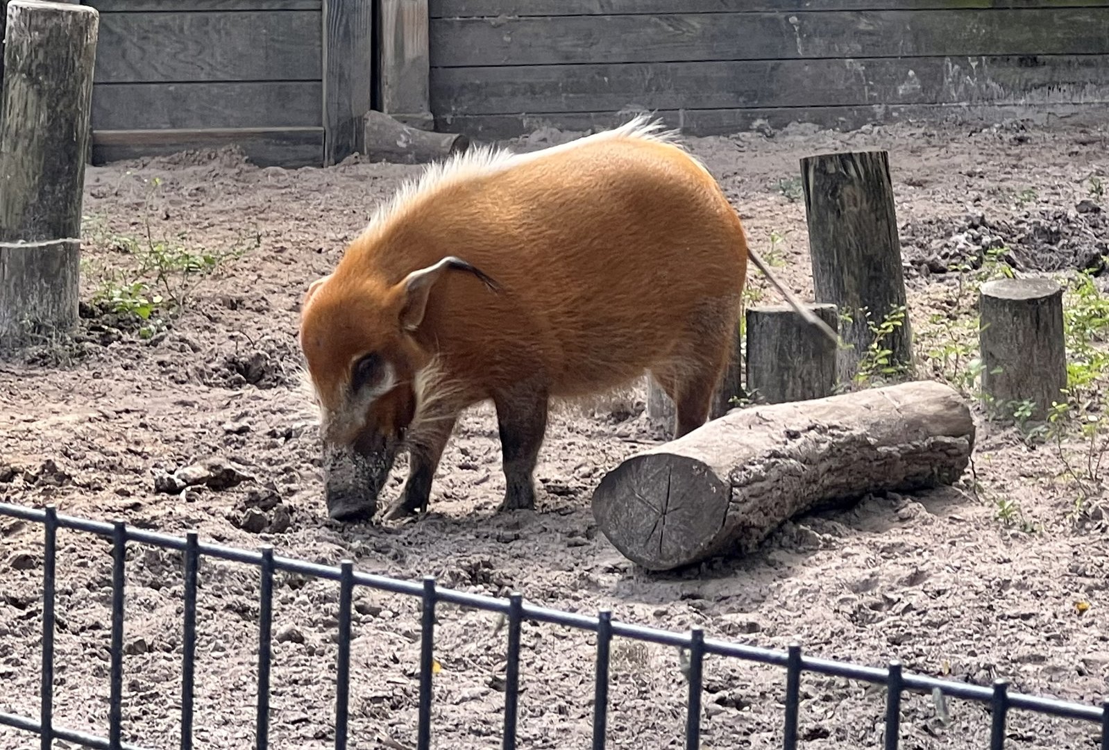 Red River Hog