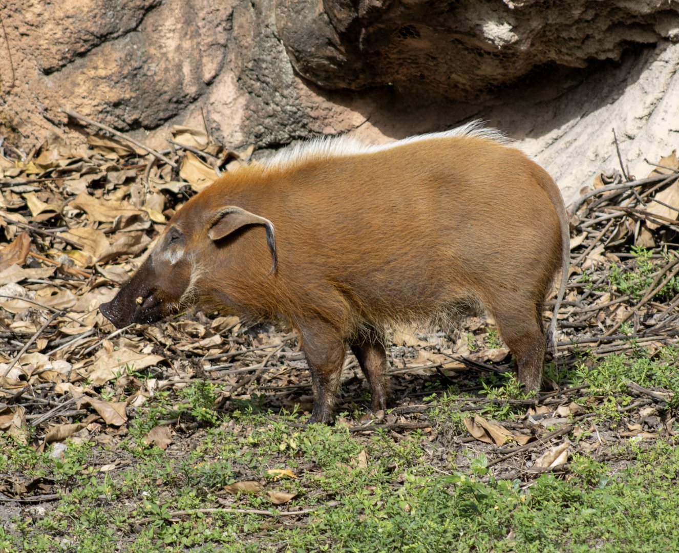 Red River Hog