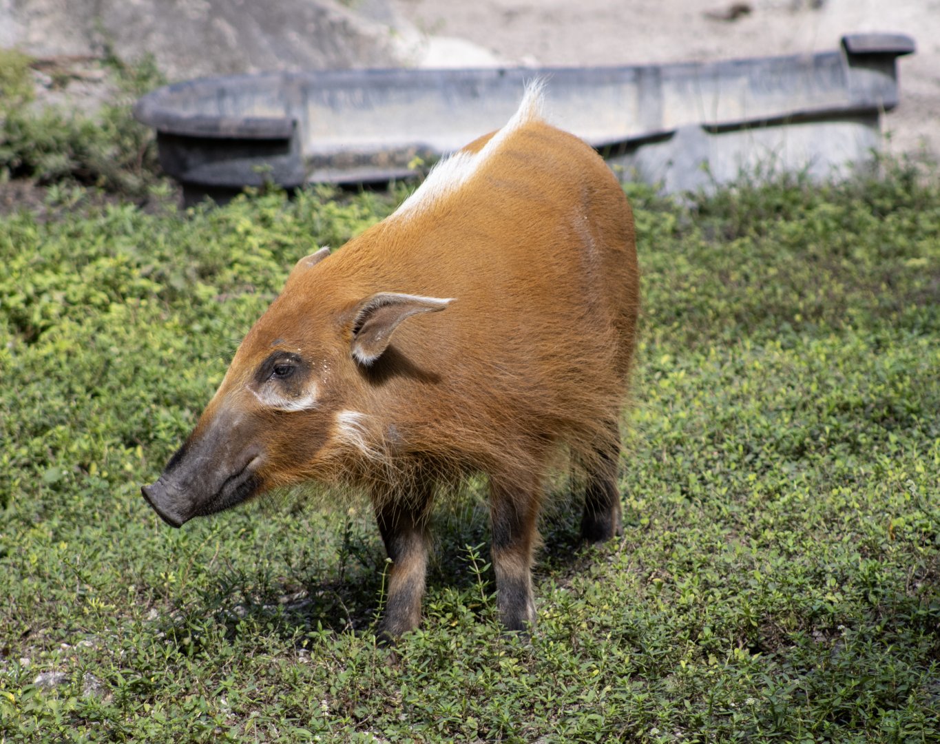 Red River Hog