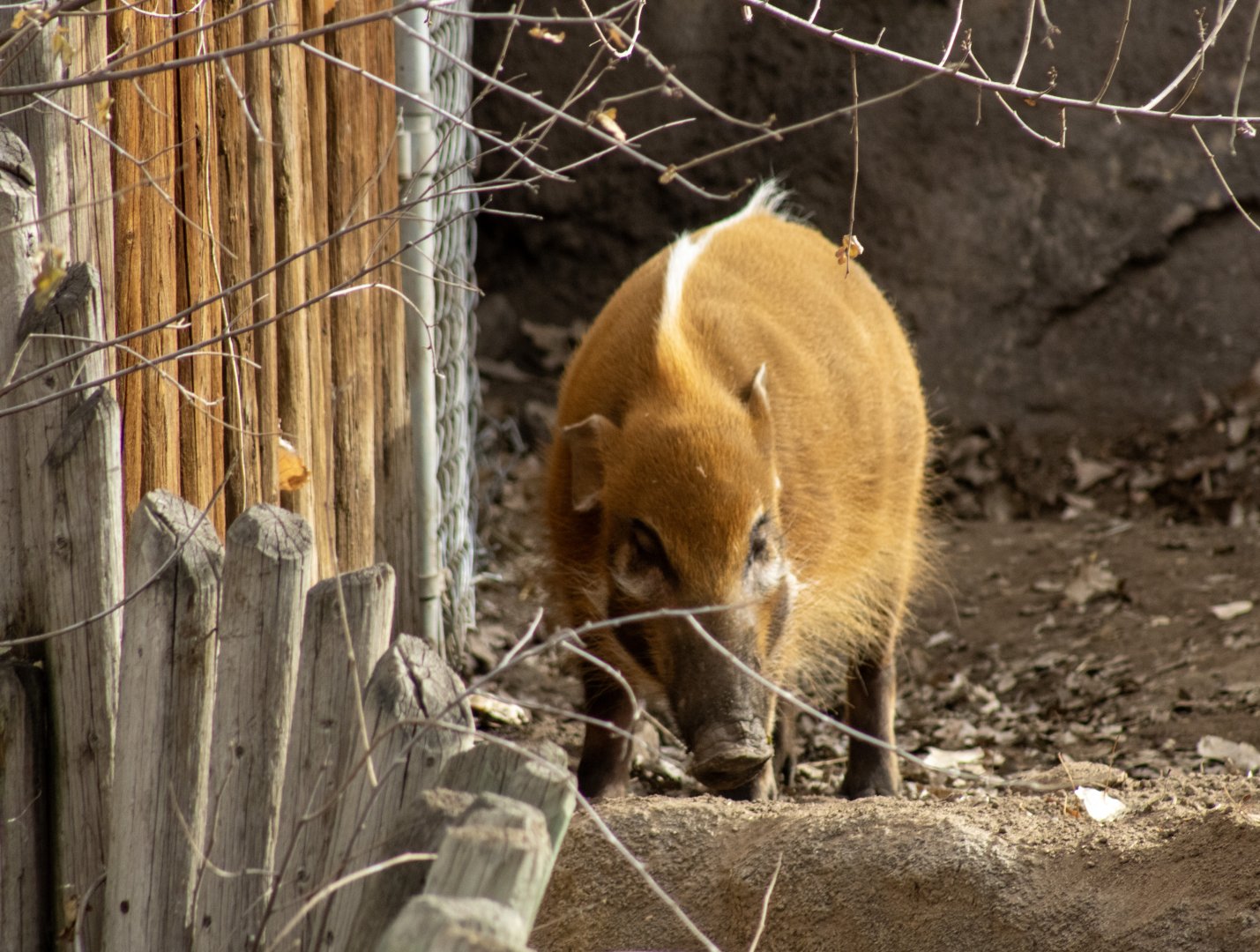 Red River Hog