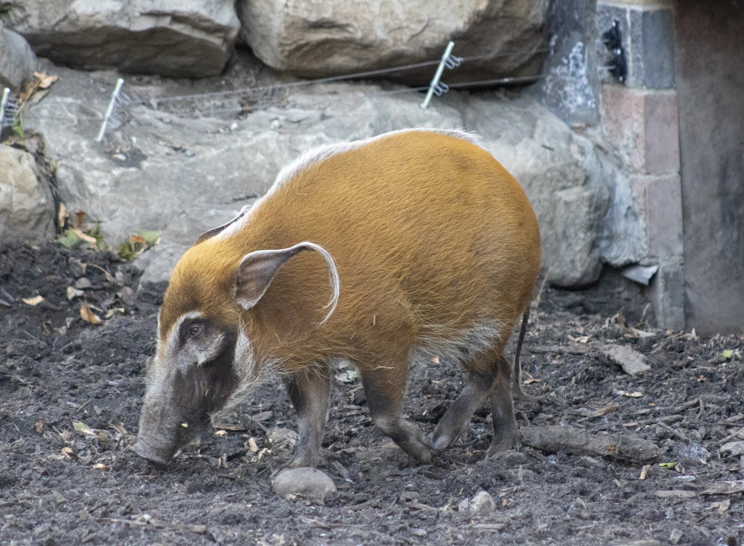 Red River Hog