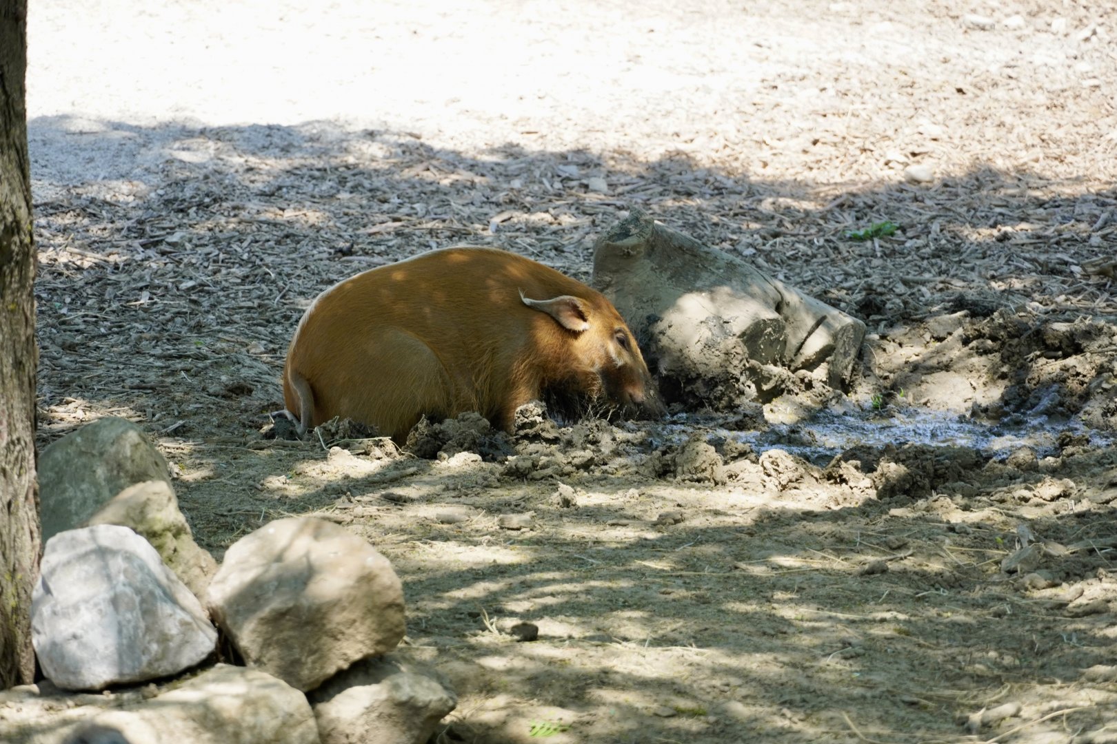 Red River Hog