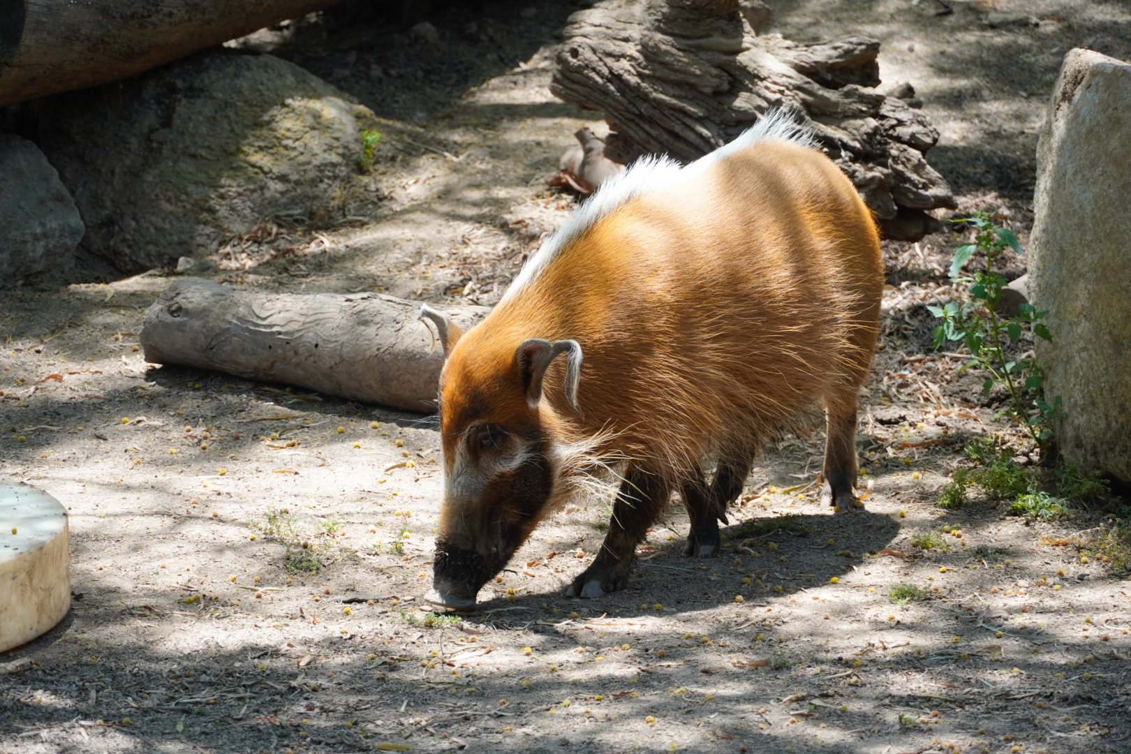 Red River Hog